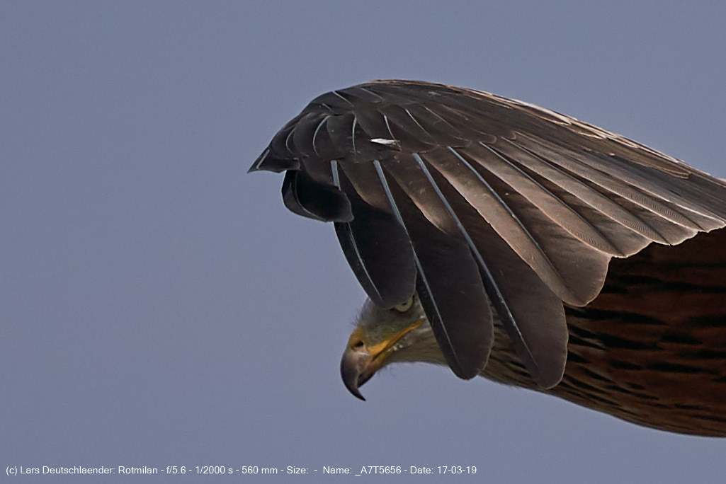 Rotmilan III Aare 100