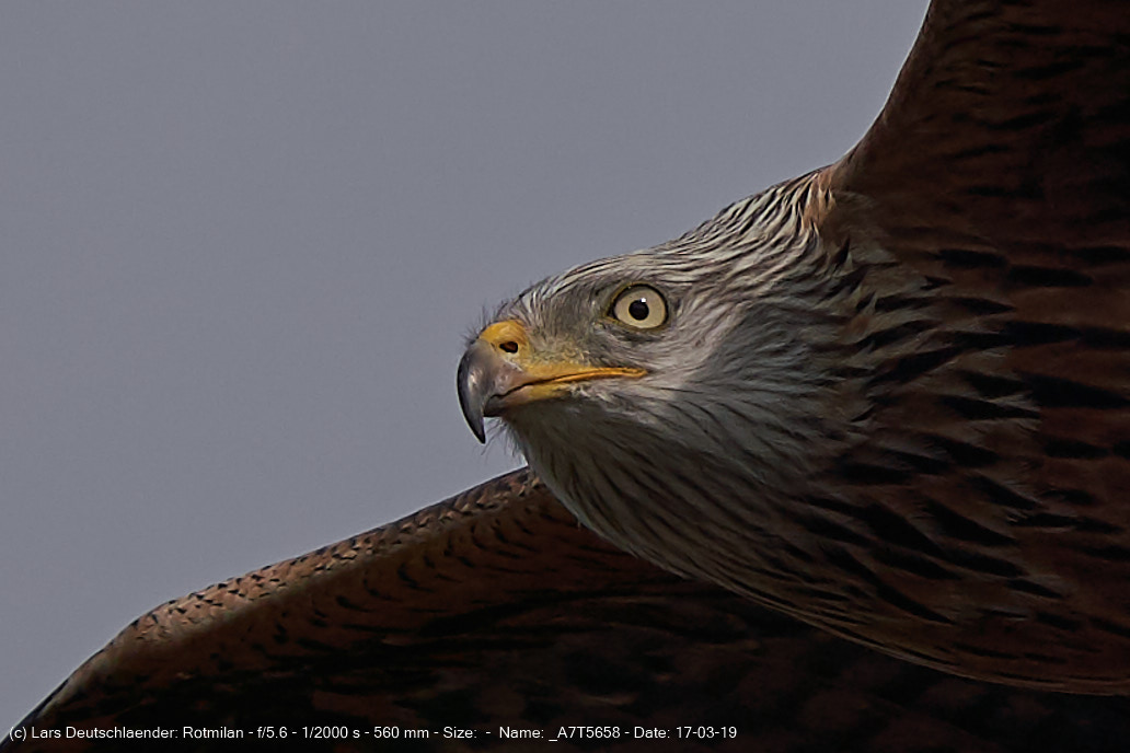 Rotmilan II Aare 100