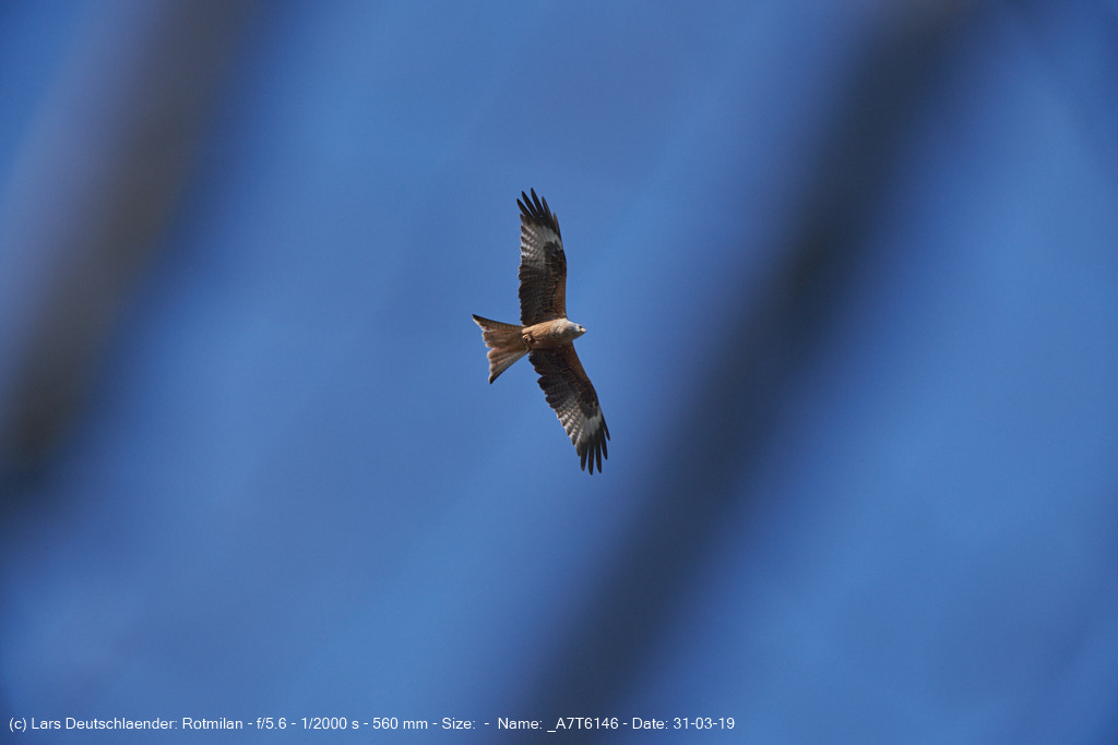 Rotmilan durch die Baeume