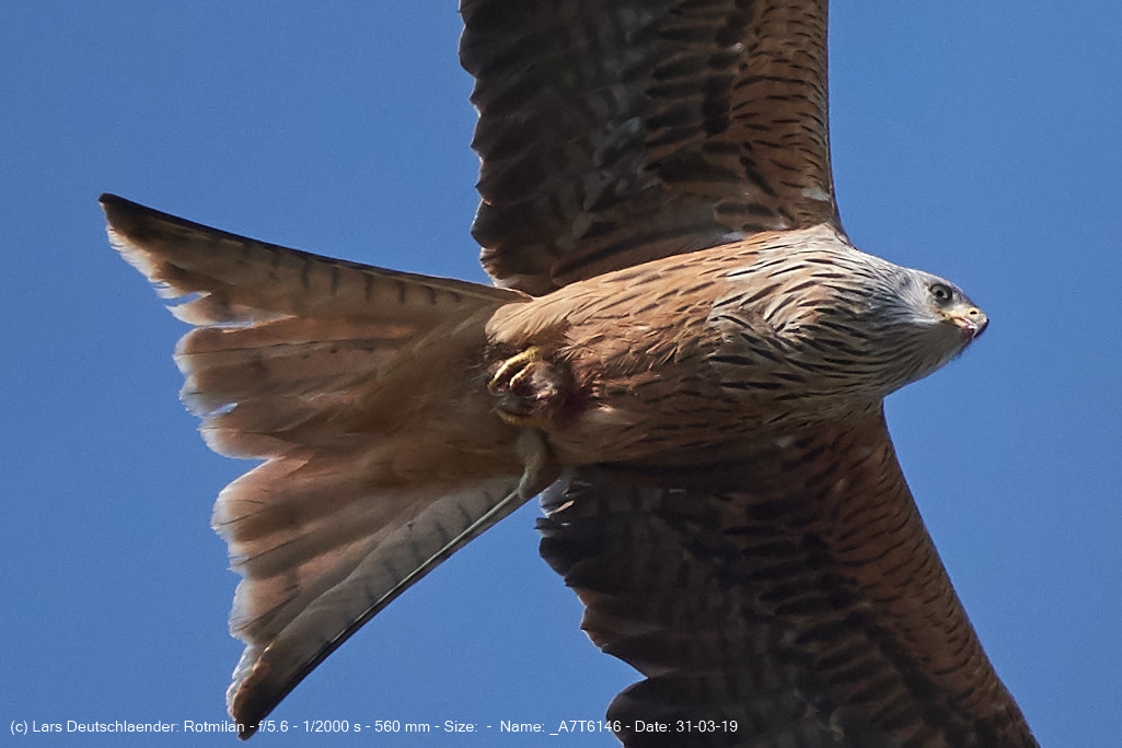 Rotmilan durch die Baeume 100